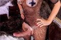 Foto Hot Tentazioni Trans Legnano Ale Cavallona 350 8935739 - 12