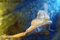 Foto Tentazioni Escort Rieti Alina Ranieri 366 4350868 - 37